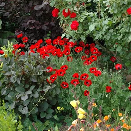 Mohn 'Ladybird'