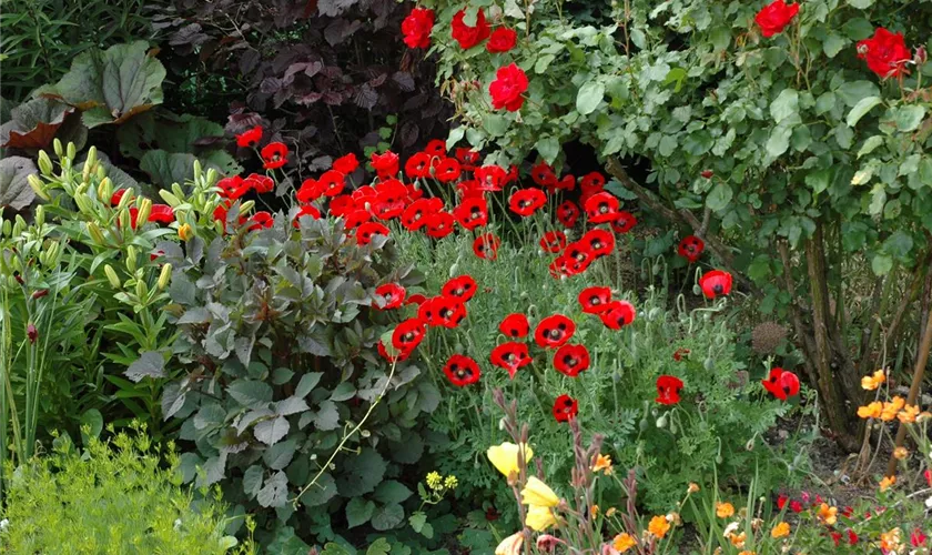 Papaver commutatum 'Ladybird'