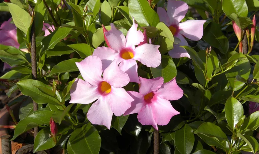 Brasiljasmin 'Pink Star'