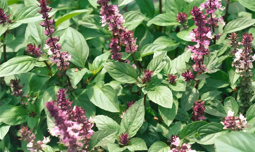 Ocimum basilicum 'Bella Rosa'