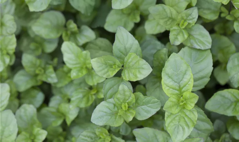 Mentha x piperita 'Mandarin'