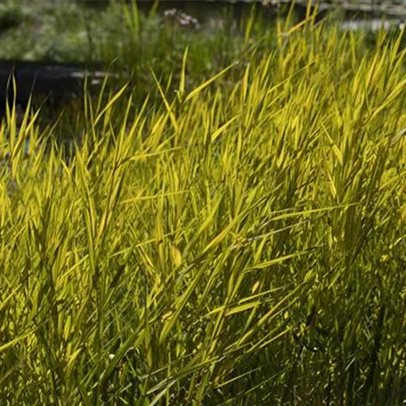 Gelbgestreiftes Schilf 'Aurea'