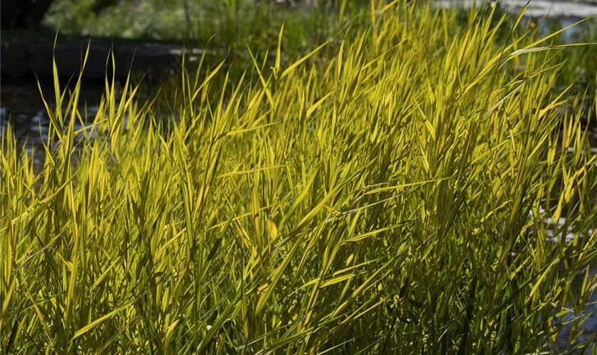 Phragmites australis 'Aurea'