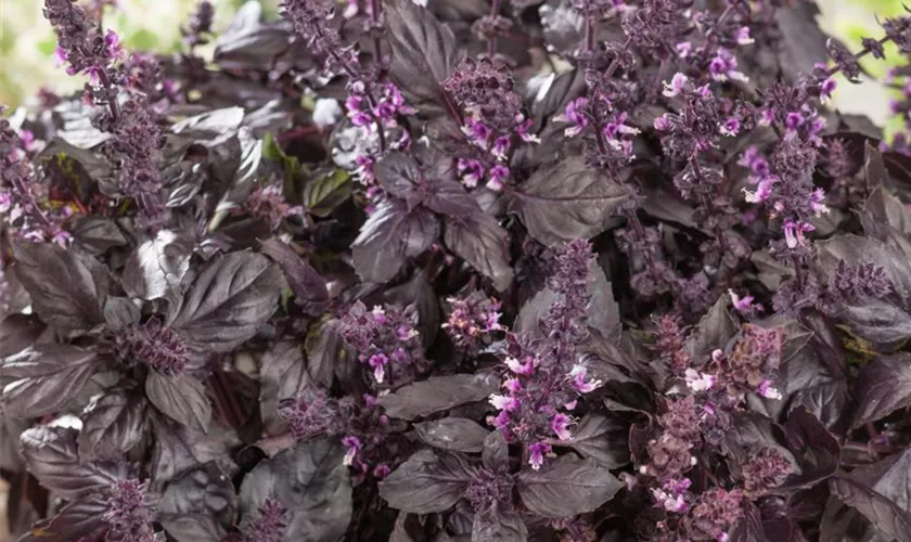 Ocimum basilicum 'Bordeaux'