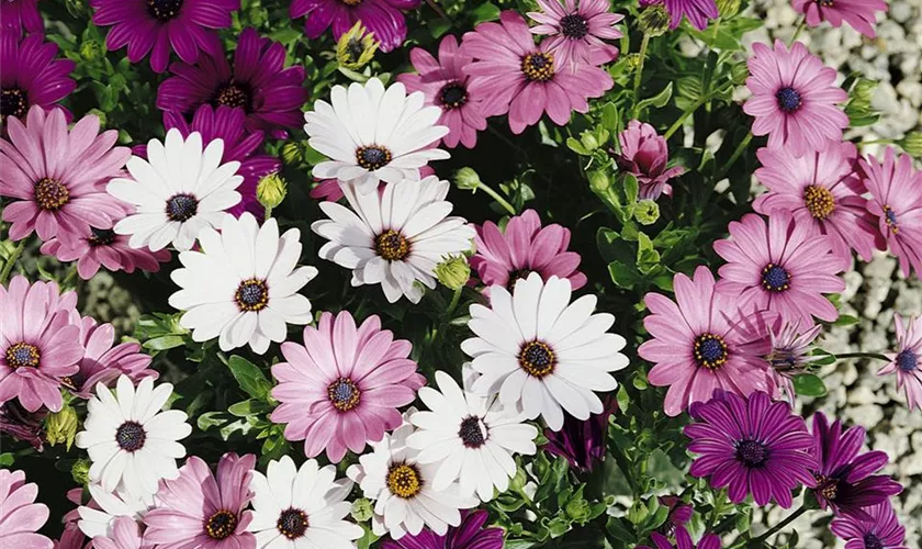 Osteospermum 'Passion'