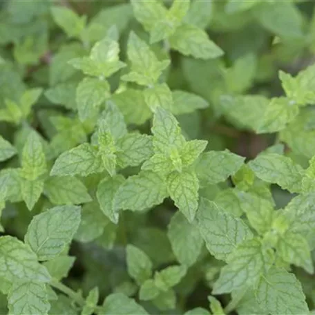 Garten-Pfeffer-Minze 'Multimentha'