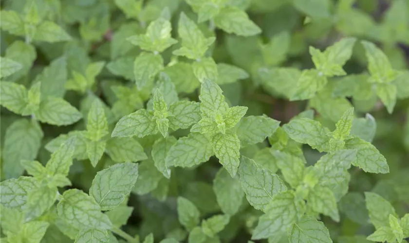 Mentha x piperita 'Multimentha'