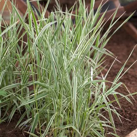 Phalaris arundinacea