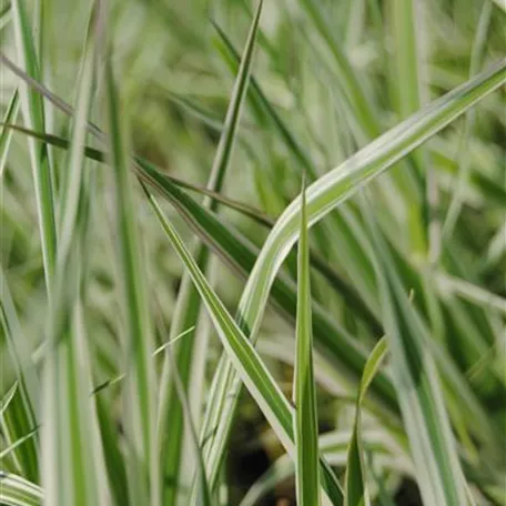 Phalaris arundinacea 'Tricolor'