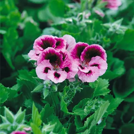 Edelgeranie 'Purple Majesty'