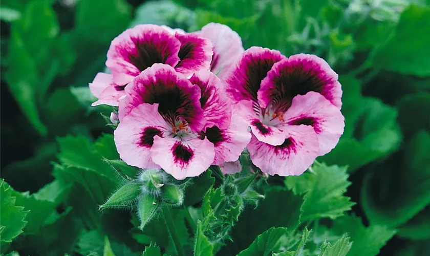 Pelargonium grandiflorum 'Purple Majesty'