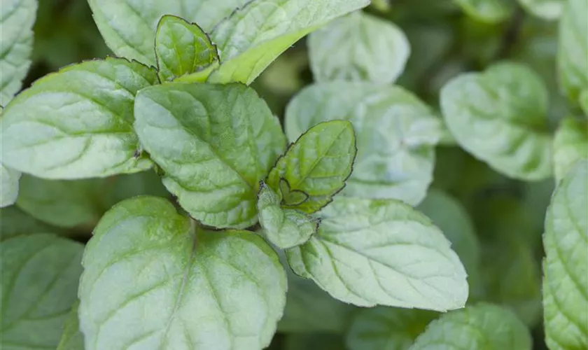 Mentha x piperita 'Orange'