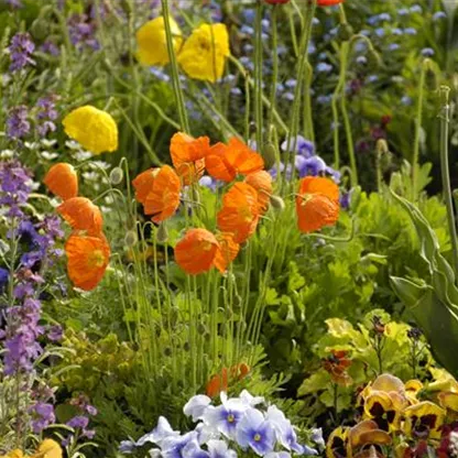 Mohn: Blütenzauber und Eleganz