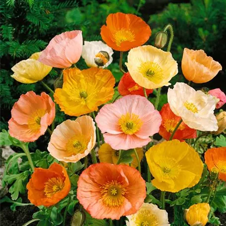 Islandmohn