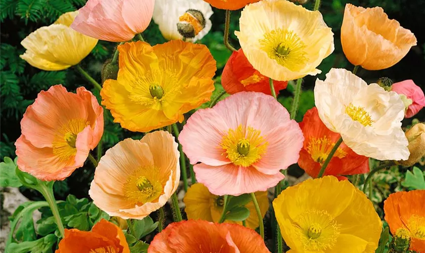 Papaver nudicaule 'Zauberspiel'