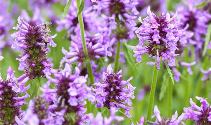 Nepeta nervosa