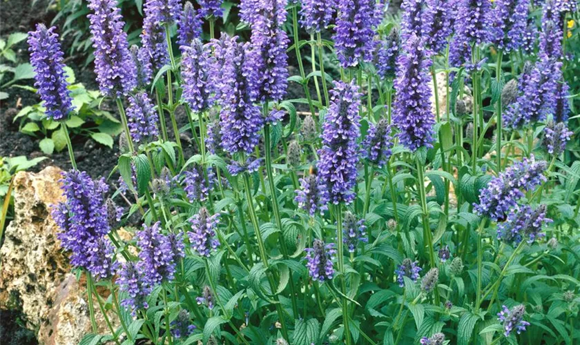 Nepeta nervosa 'Blue Moon'