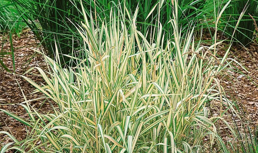 Phalaris arundinacea 'Arctic Sun'