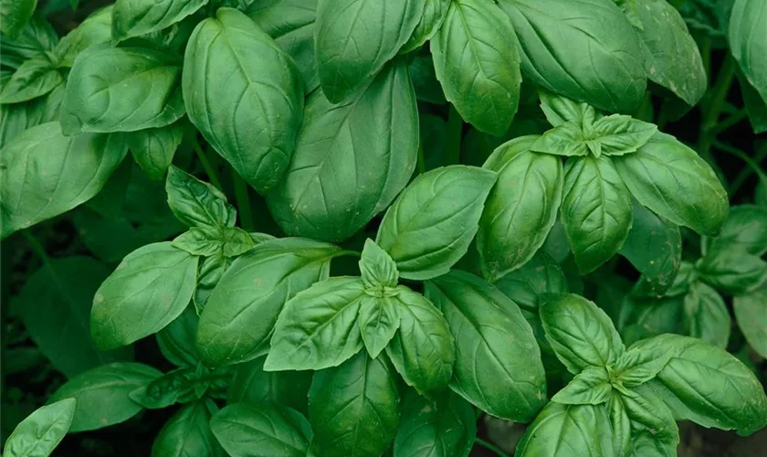 Ocimum basilicum 'Großes Grünes'