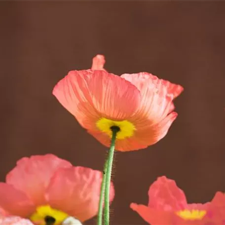 Islandmohn 'Champagne Bubbles'