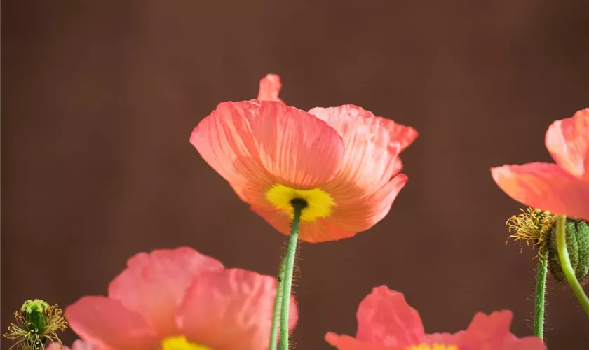 Papaver nudicaule 'Champagne Bubbles'