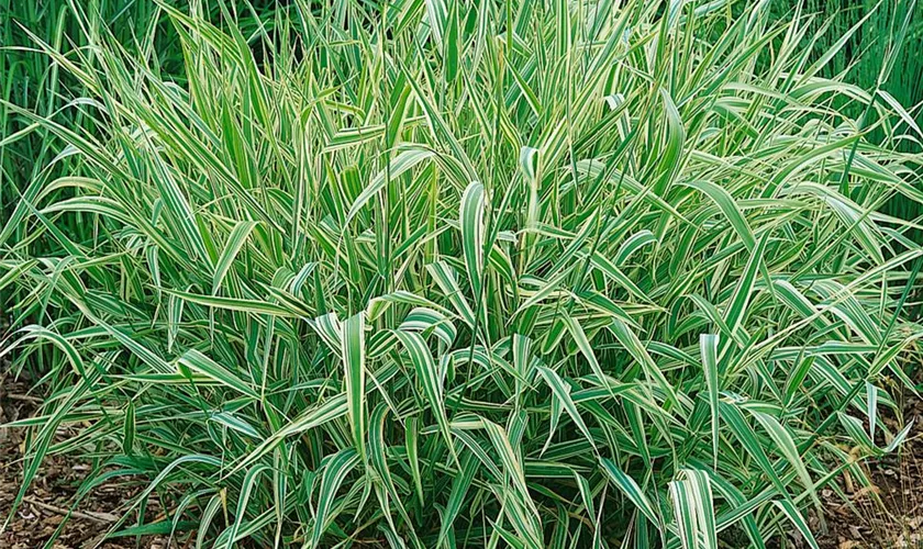 Phalaris arundinacea 'Picta'