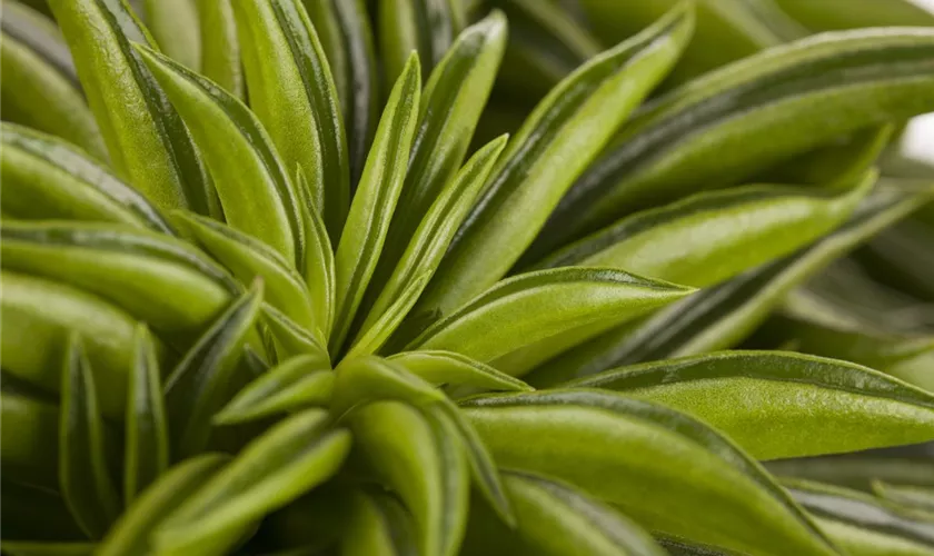 Peperomia ferreyrae 'Happy Bean'