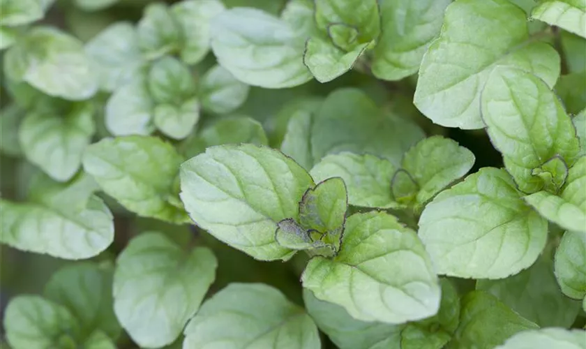 Mentha x piperita var. citrata 'Eau de Cologne'