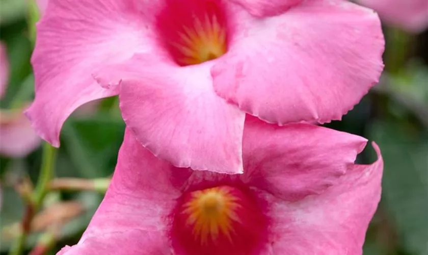 Brasiljasmin 'Dundee Pink'