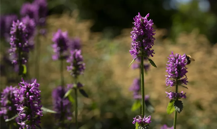 Nepeta nervosa 'Pink Cat'