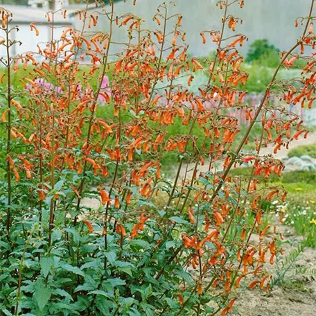 Garten Kapfuchsie 'Coccineus'