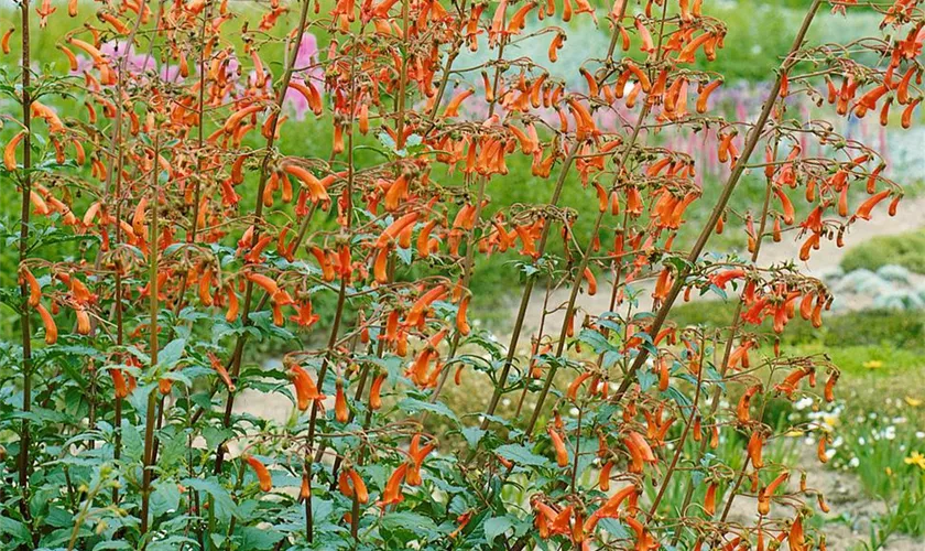 Phygelius capensis 'Coccineus'