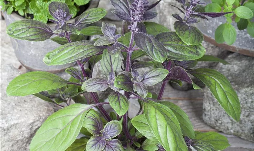 Ocimum basilicum 'Magic Blue'