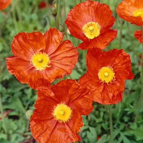 Papaver nudicaule 'Solar Fire Orange'