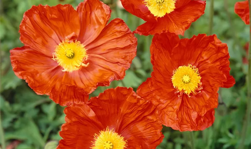 Zwergiger Garten-Mohn 'Solar Fire Orange'