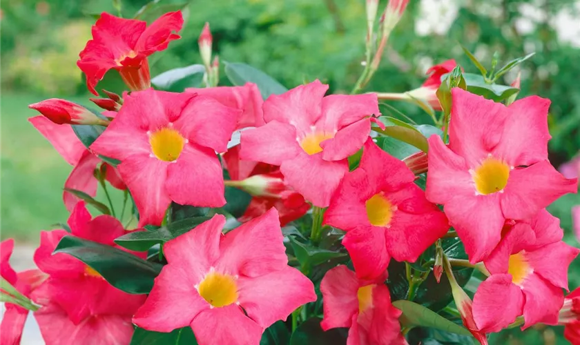 Brasiljasmin 'Perlavilla'