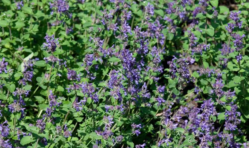 Nepeta racemosa 'Odeur Citron'