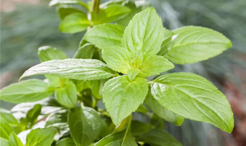 Ocimum basilicum 'Magic White'