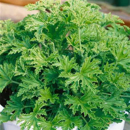 Pelargonium graveolens 'Citronella'