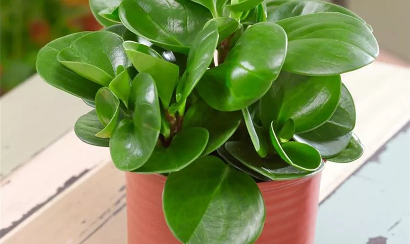 Peperomia obtusifolia 'Bohemian Bravour'