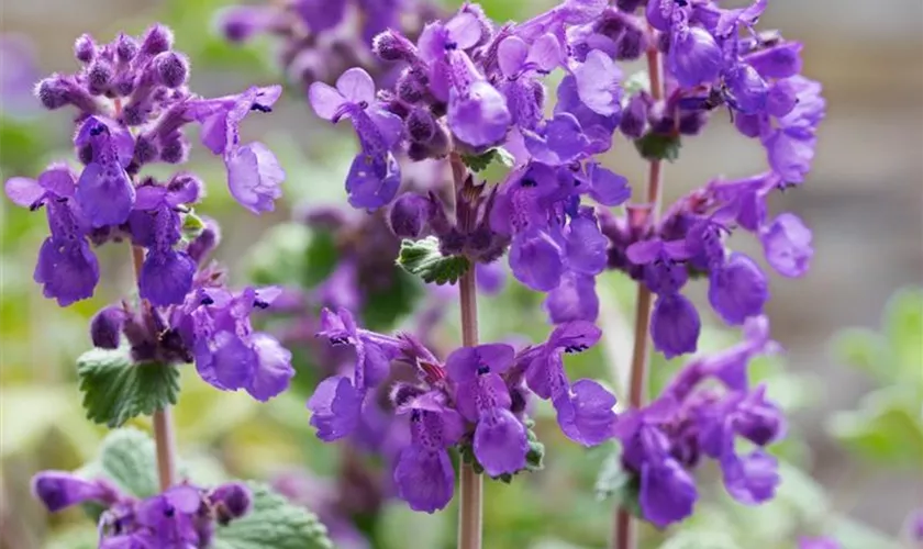 Nepeta racemosa 'Superba'