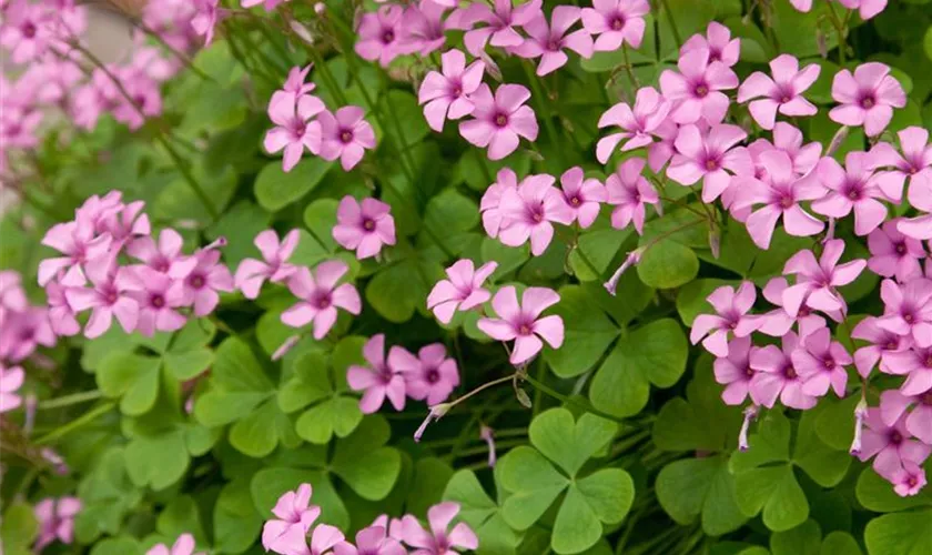 Oxalis articulata 'Festival'