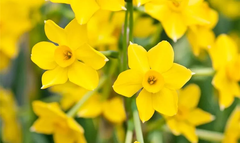 Narcissus jonquilla 'Baby Moon'