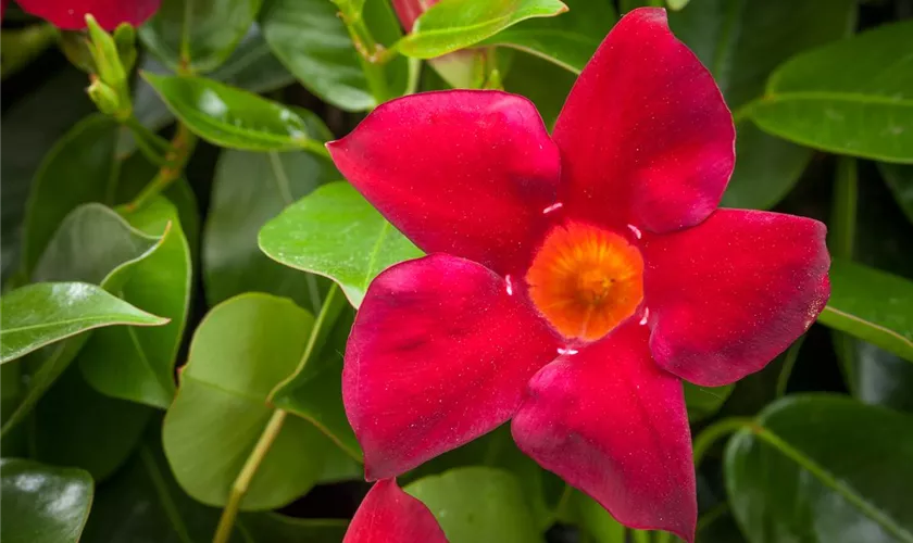 Brasiljasmin 'Summerstar Red'