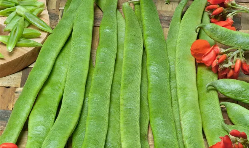 Phaseolus coccineus 'Lady Di'