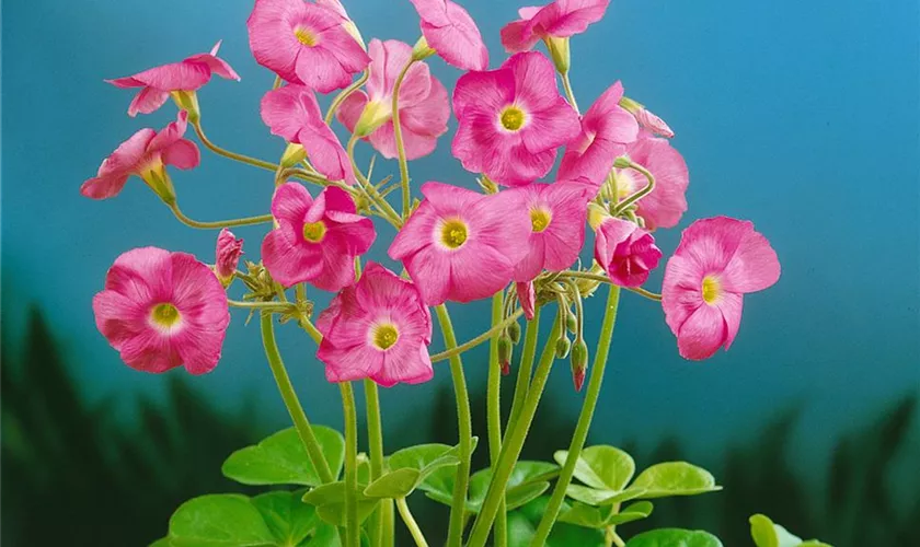 Oxalis bowiei 'Amarantha'