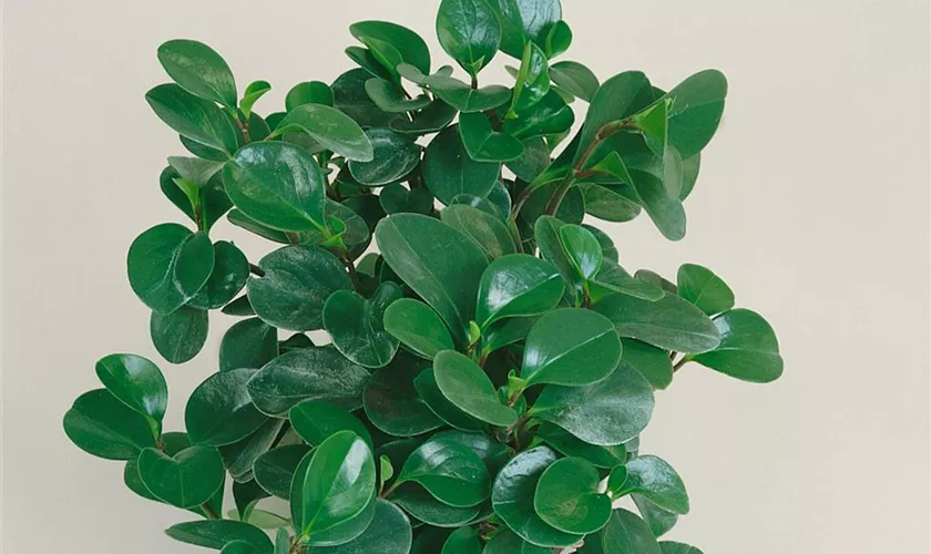 Peperomia obtusifolia 'Makinoi'