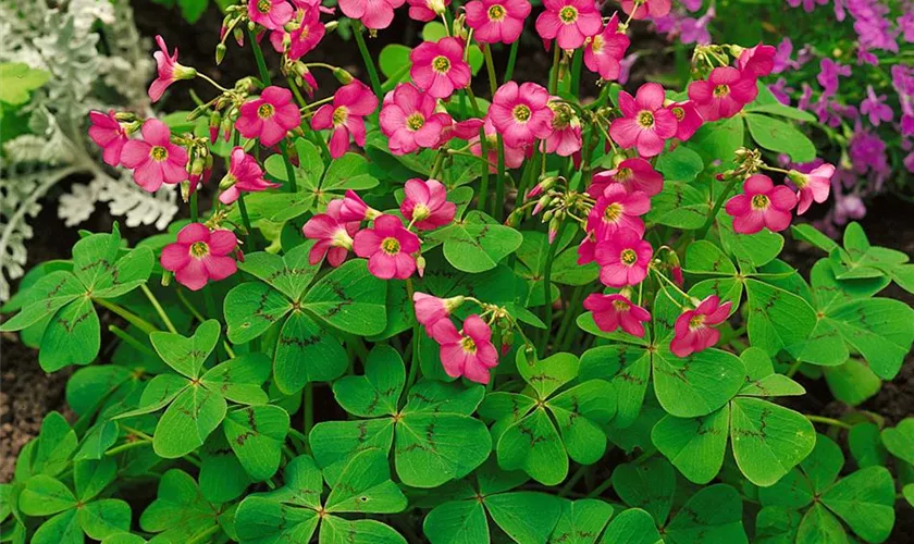 Oxalis deppei