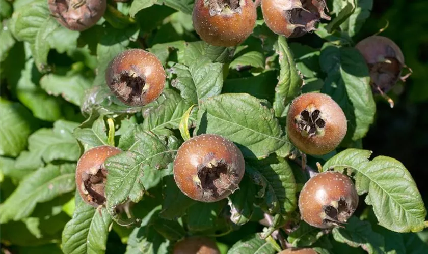 Mespilus germanica 'Westerveld'