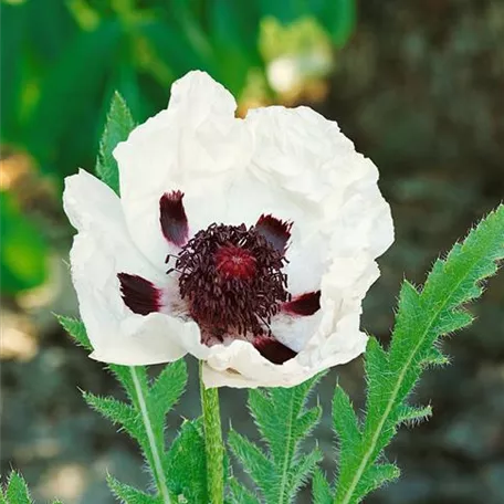 Orientalischer Garten-Mohn 'Black and White'